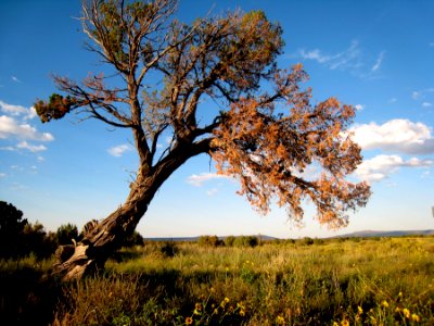 This Old Juniper