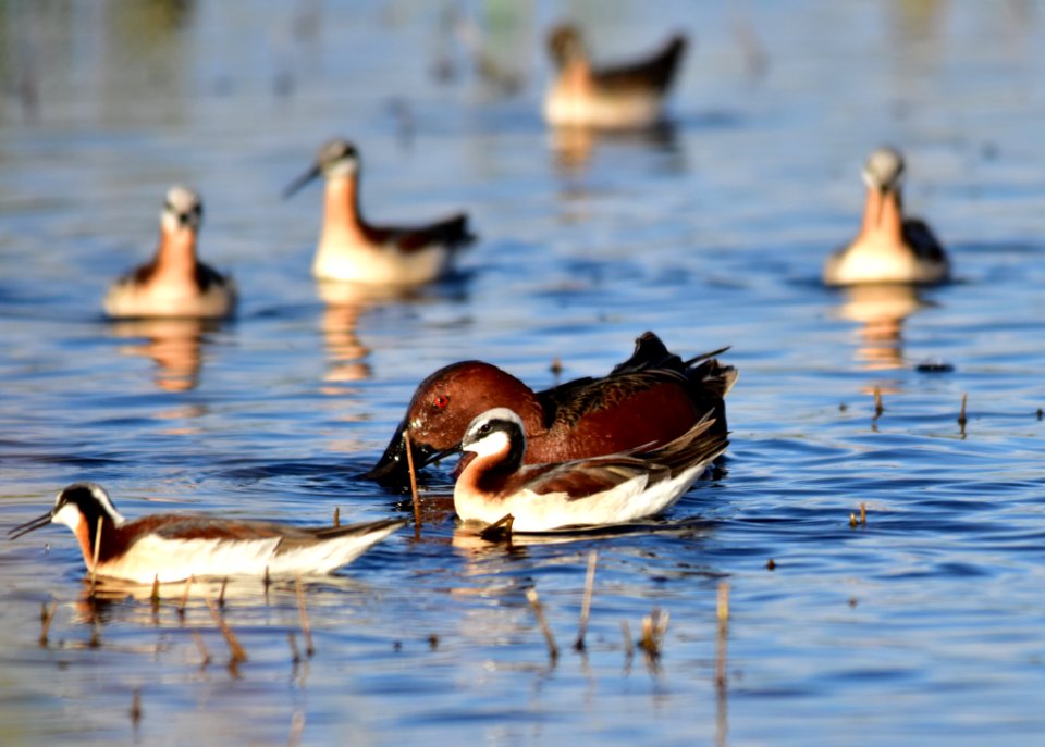 Cinnamon teal at Seedskadee National Wildlife Refuge