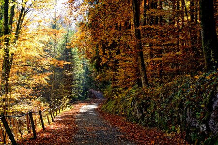 Trees nature leaves photo