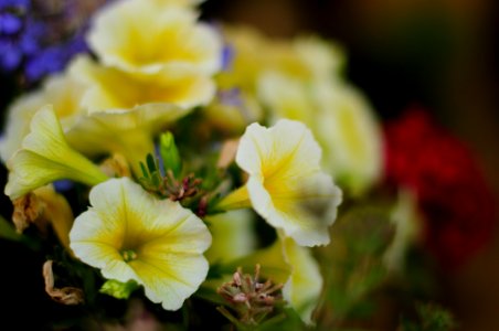 Petunia 50mm f1.4 Lens - Creative Commons by gnuckx photo