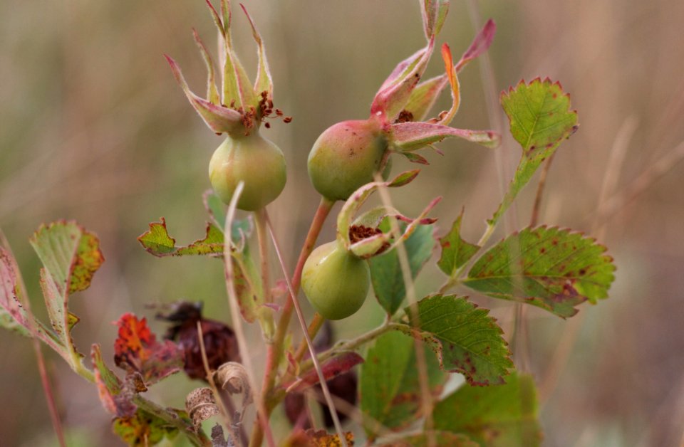 Rose Hip in Prep State
