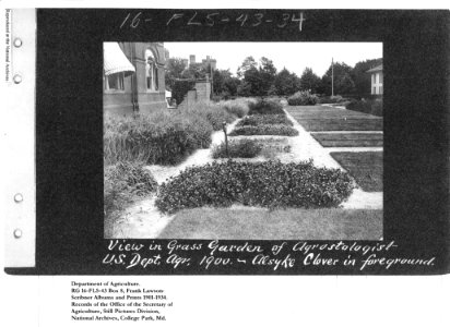 1900 View in Grass Garden of Agrostologist Alsyke Clover in foreground NARA II RG 16-FLS-43-34 Box 8