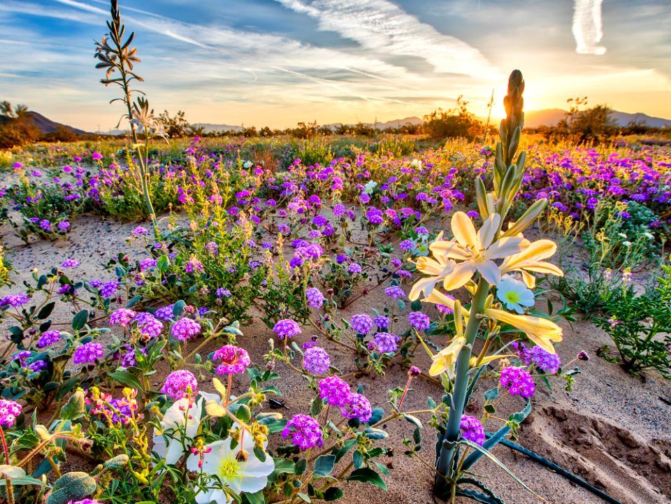 Desert Lily Preserve photo
