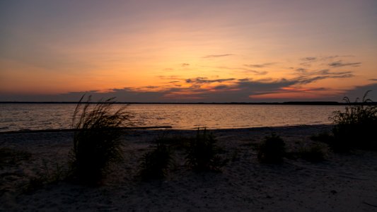 Bethany Beach Firefly Survey - 2019
