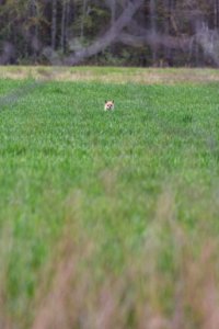 A mother fox peeks out over crops at Viola Farm