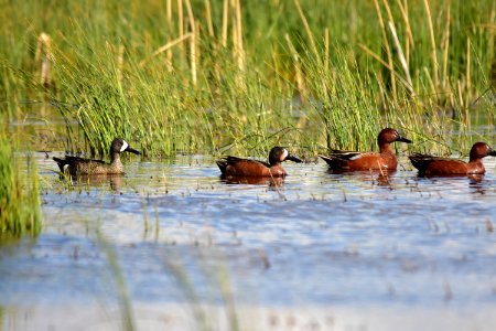 Cinnamon X blue-winged teal cross at Seedskadee National Wildlife Refuge