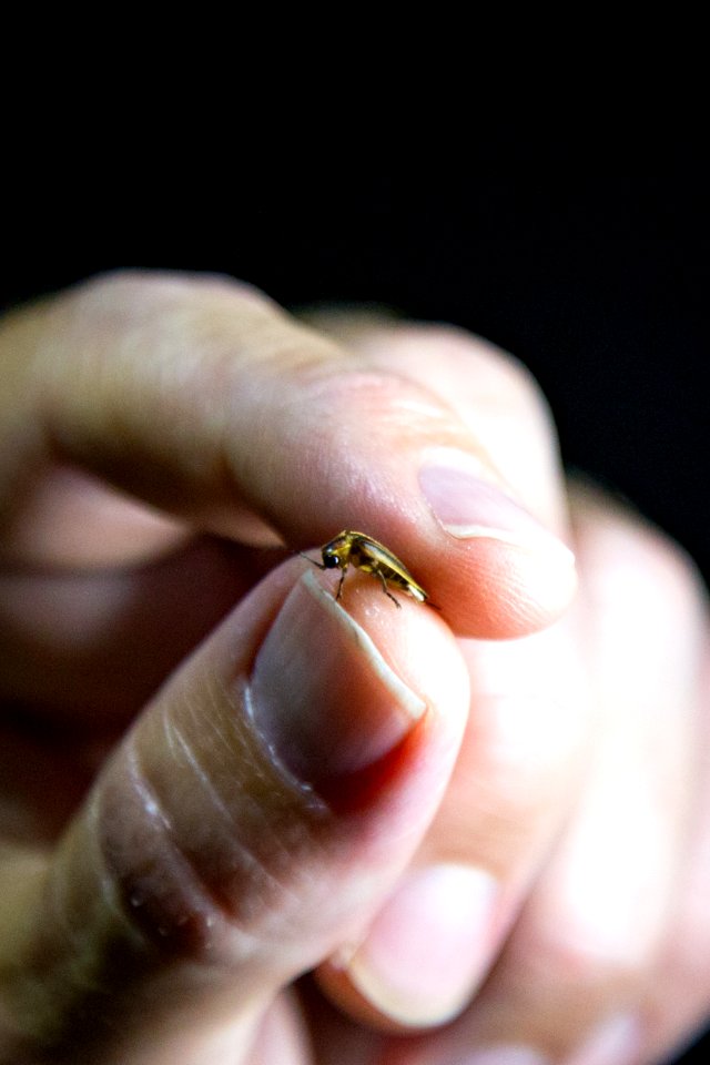 Bethany Beach Firefly Survey - 2019