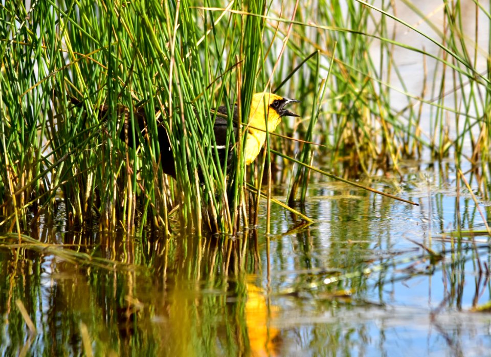 Yellow-headed blackbird at Seedskadee National Wildlife Refuge