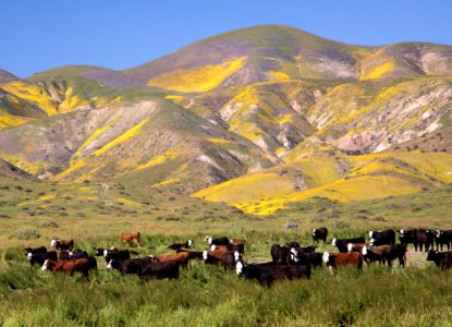 Super Bloom 2017 at Carrizo Plain National Monument