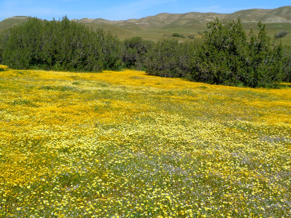 Kreyenhagen Hills in the Central Coast Field Office