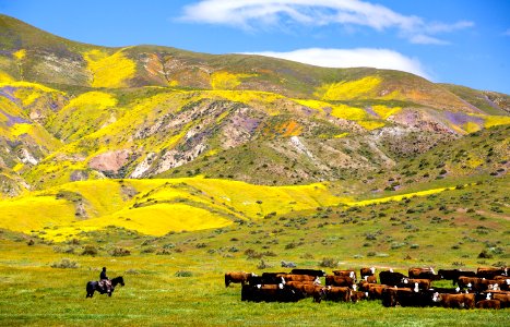 April 2019 Wildflowers at Carrizo Plain National Monument
