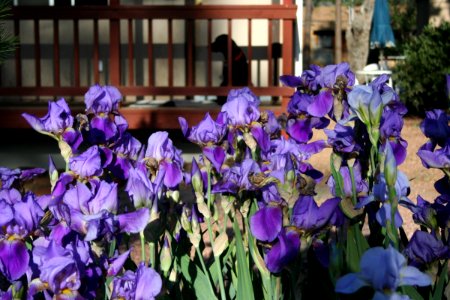 Iris And Dog photo