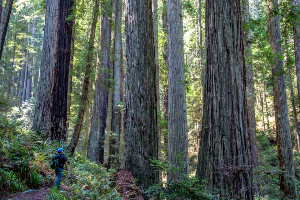 Headwaters Forest Reserve