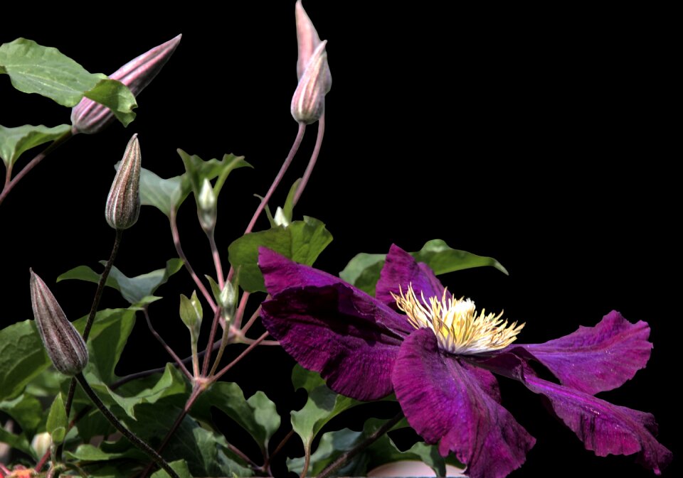 Clematis close up purple