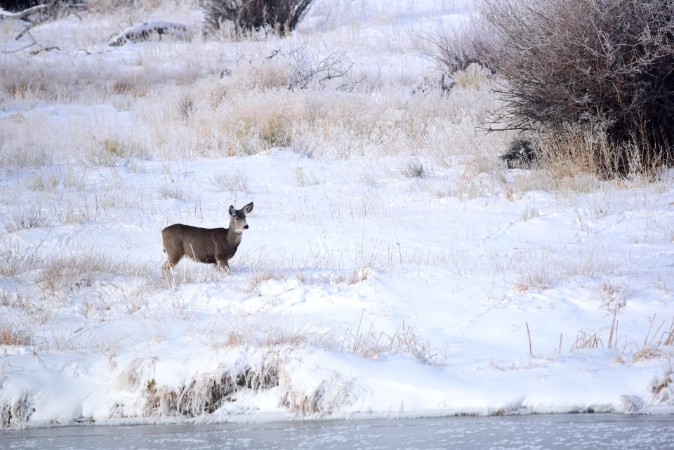 Mule deer at Seedskadee National Wildlife Refuge