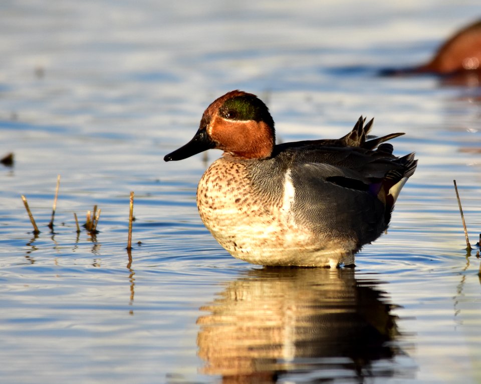 Green-winged teal at Seedskadee National Wildlife Refuge