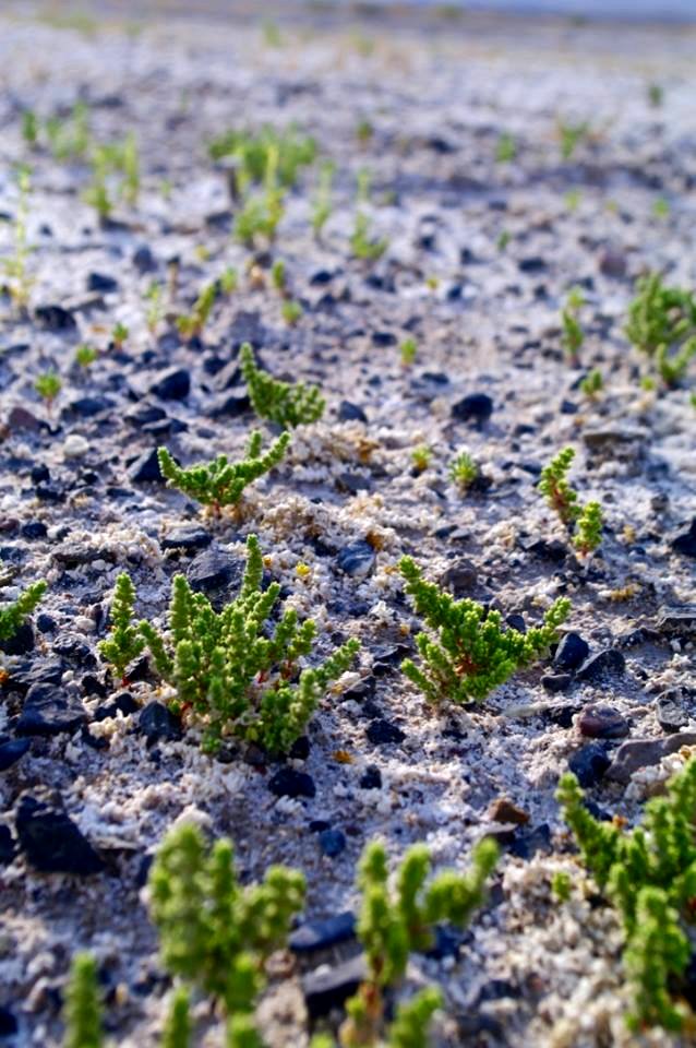 Endangered Amargosa Niterwort in Carson Slough