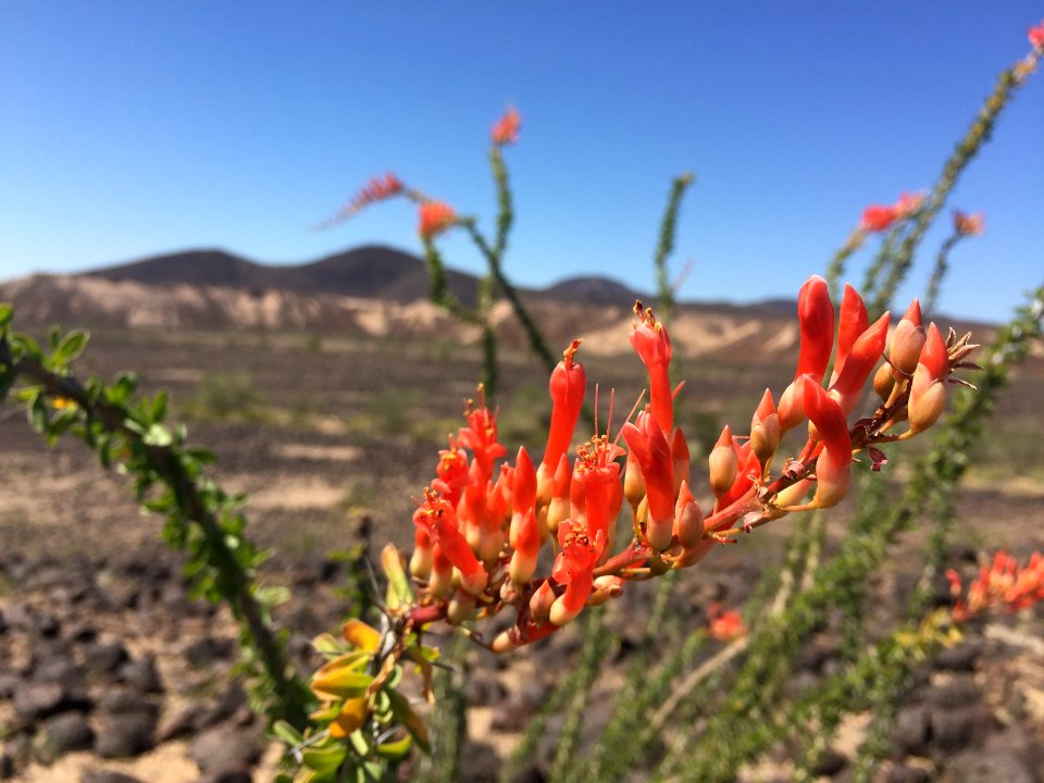 Ocotillo in El Centro Field Office
