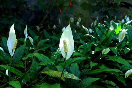 Garden ornamental nature