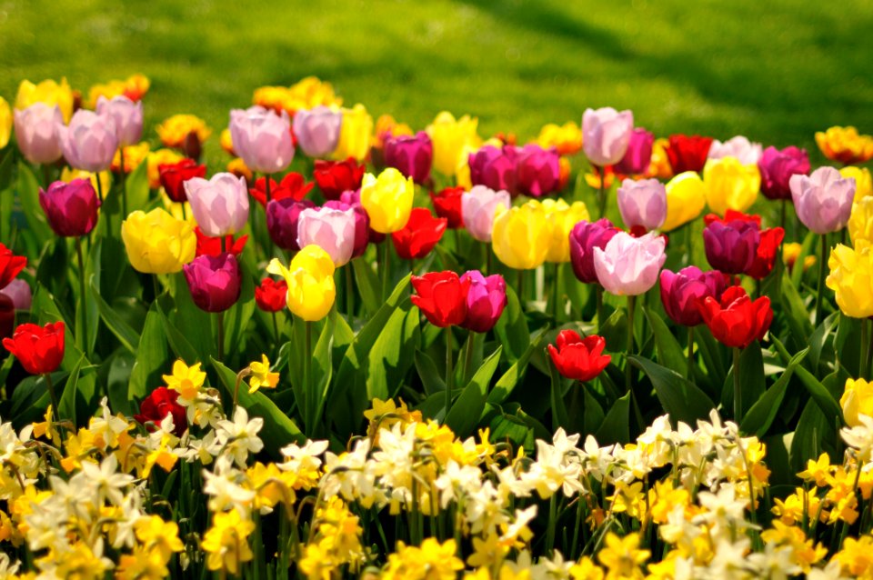 Keukenhof Holland Creative Commons by gnuckx