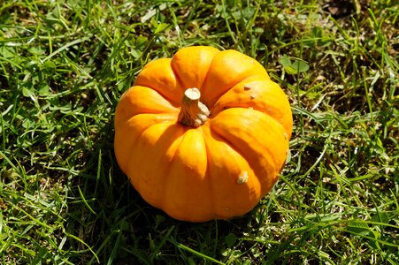 Grass autumn halloween photo