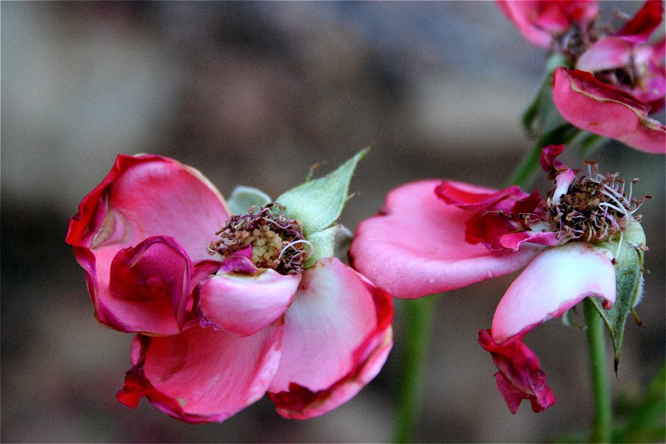 Not quite a romantic bundle of roses