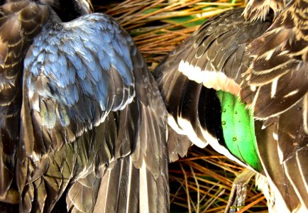 Duck hunting brace of blue-winged teal and green-winged teal