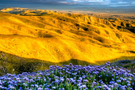 April 2019 Wildflowers at Carrizo Plain National Monument