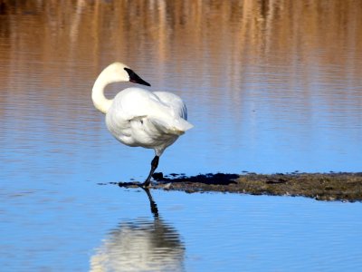 Trumpeter swan at Seedskadee National Wildlife Refuge