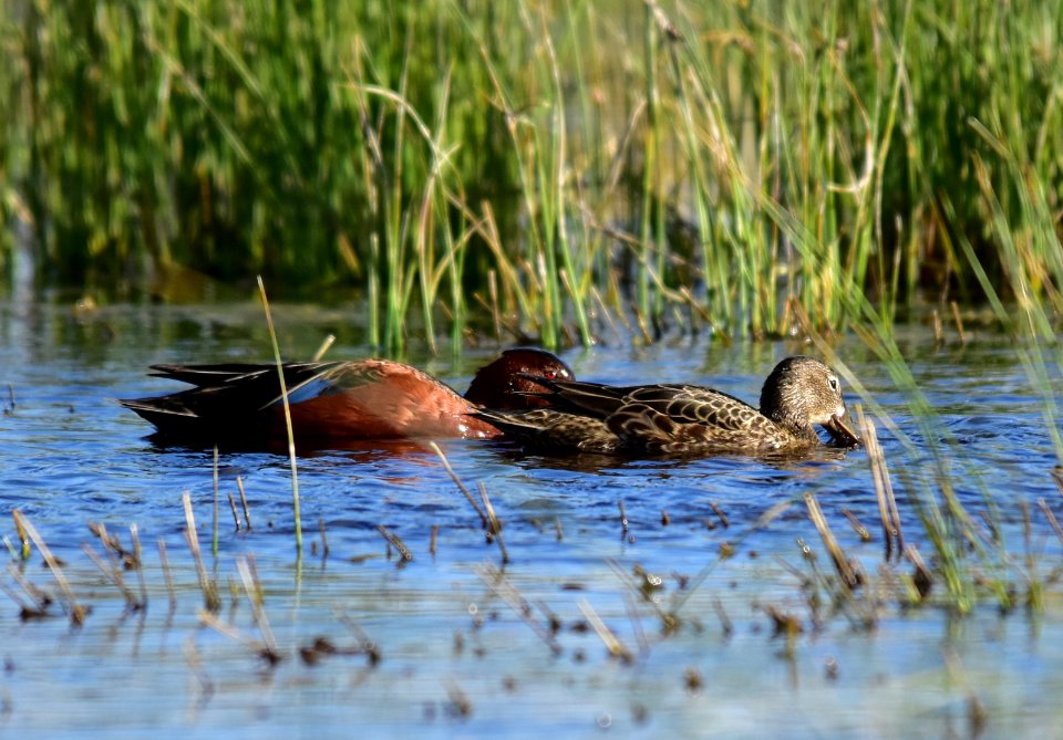 Cinnamon teal at Seedskadee National Wildlife Refuge