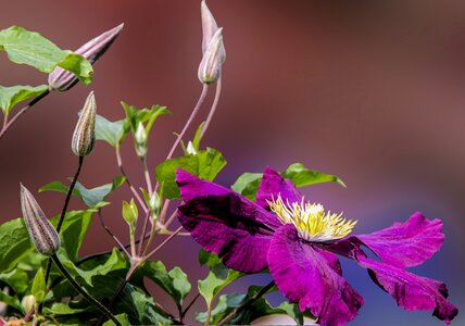 Clematis close up purple photo