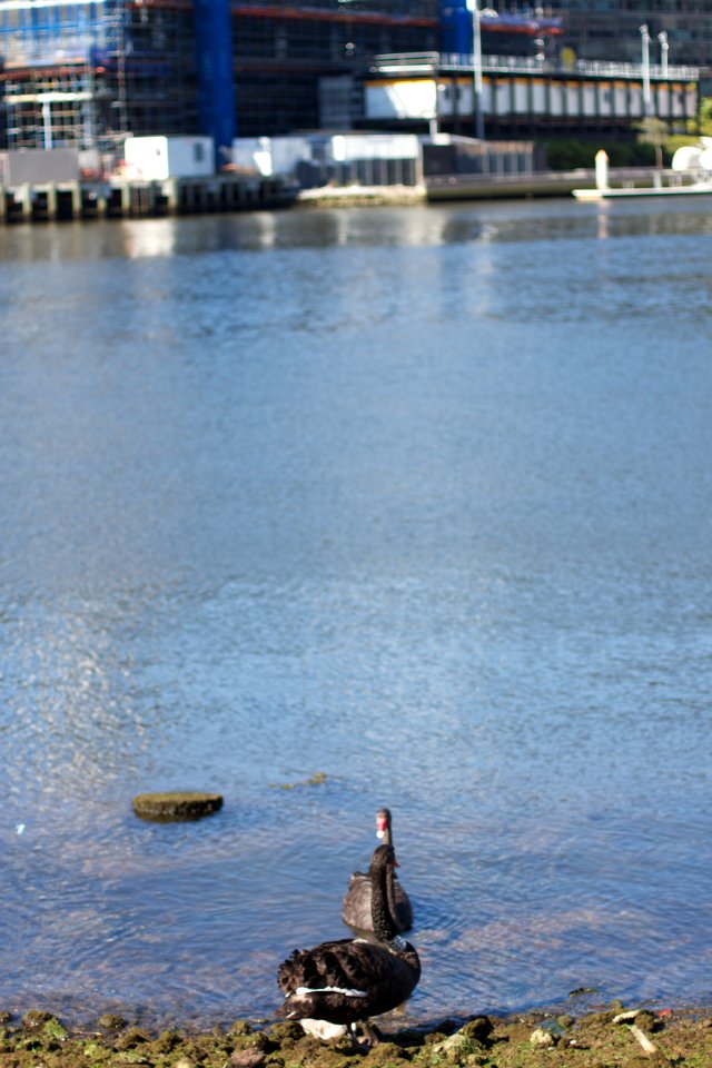 City Black Swans