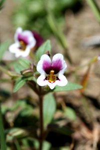 BLM Arcata Field Office Wildflowers