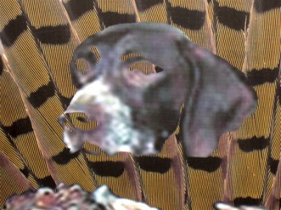 Doggie test Pattern?