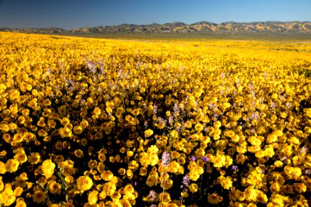Super Bloom 2017 at Carrizo Plain National Monument