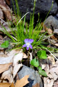Common Blue Violet (Viola sororia)