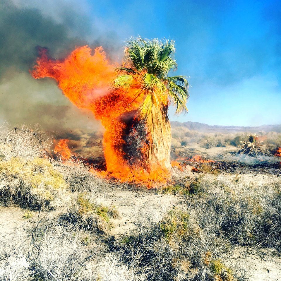 Wildfire near Dos Palmas in the Palm Springs-South Coast Field Office