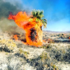 Wildfire near Dos Palmas in the Palm Springs-South Coast Field Office