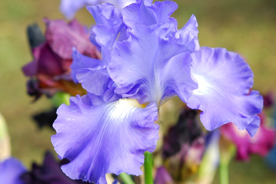 Blue blossom bloom