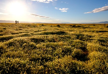 April 2019 Wildflowers at Carrizo Plain National Monument