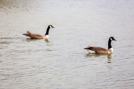 Geese in the restored wetland on Viola Farm