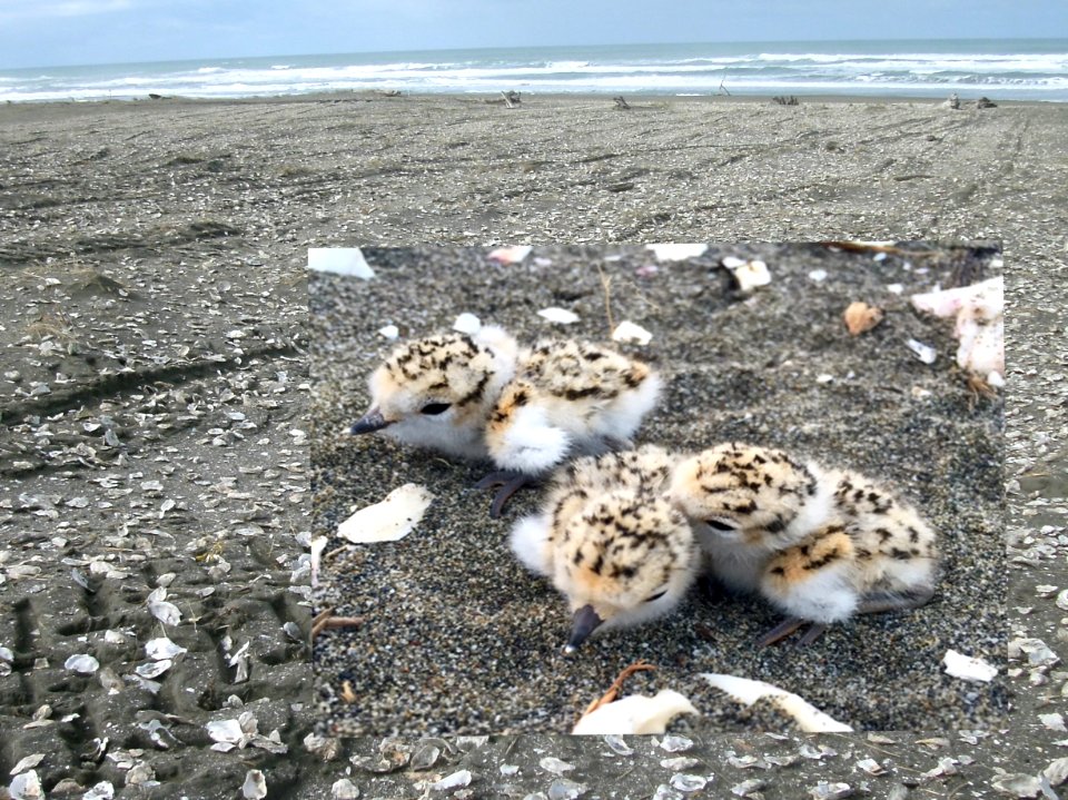 Plovers on beach