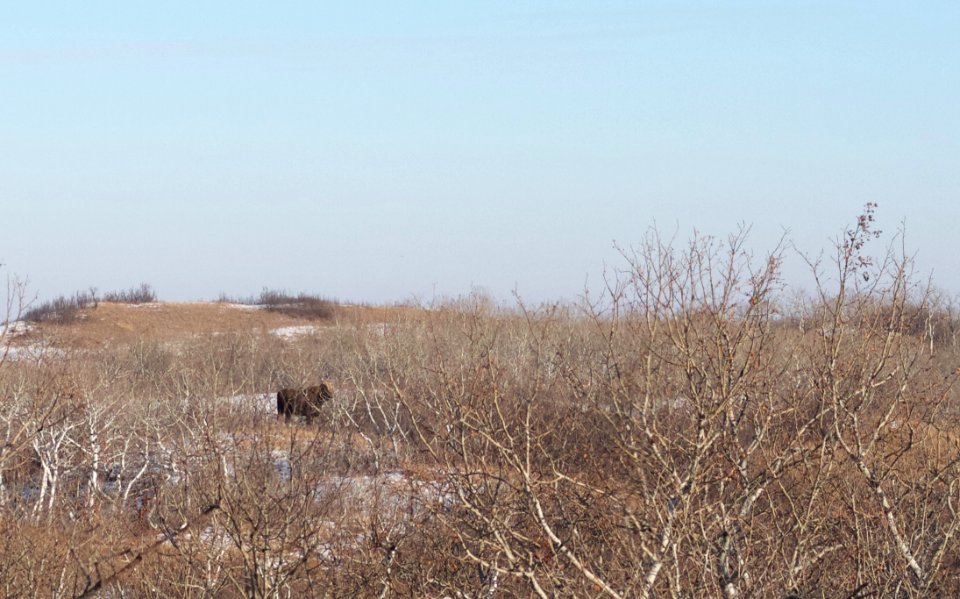Fuzzy Moose Sighting