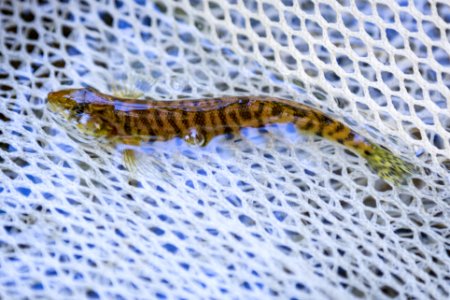 Chesapeake logperch surveying