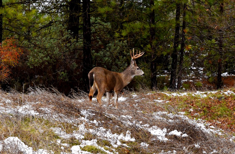Buck