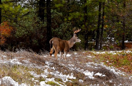 Buck