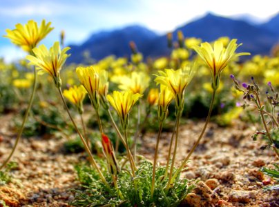 Wildflowers in the BLM Bishop Field Office