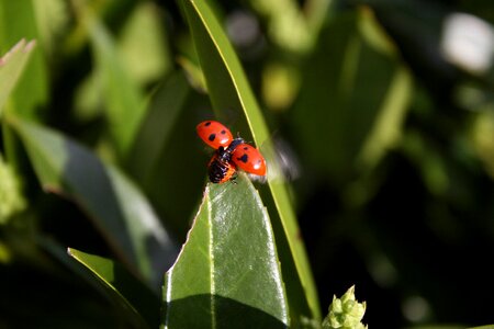 Ladybug bug beetle photo