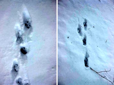 coyote tracks