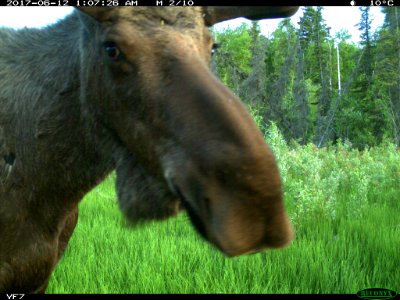 Moose